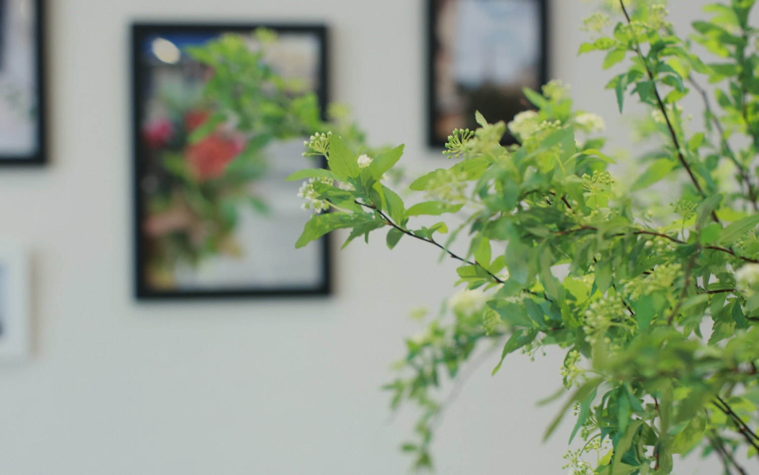 観葉植物・グリーン提案